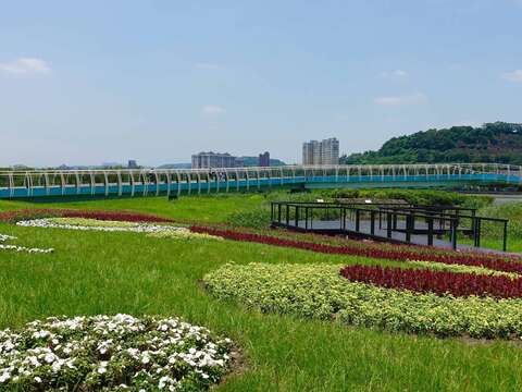 關渡碼頭花海 為夏季的碼頭景象增添不同風貌