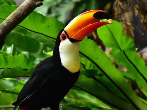 走進「熱帶雨林室內館（穿山甲館）」，定能為大家帶來嶄新的體驗（「巨嘴鳥」）