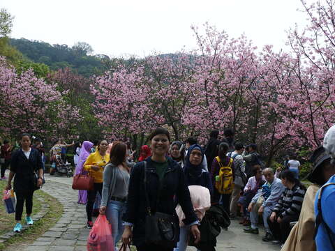 2019 YangMingShan Flower Festival