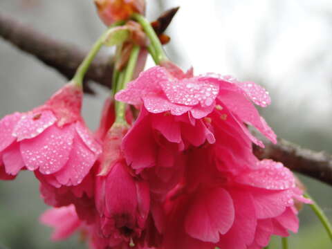 2019 YangMingShan Flower Festival