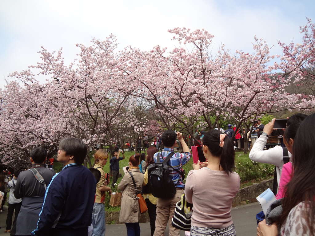 2019 YangMingShan Flower Festival