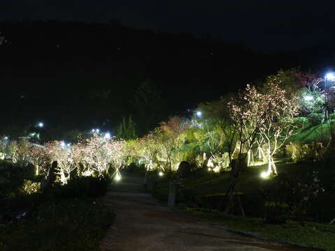 2019 YangMingShan Flower Festival