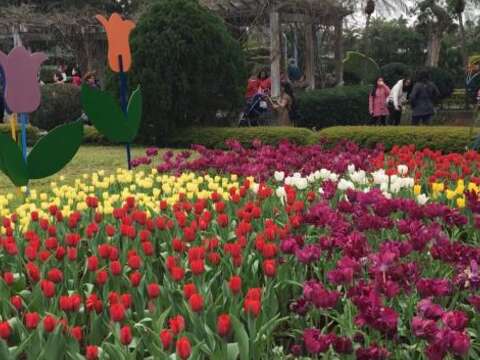 Shilin Residence Tulip Show 2019