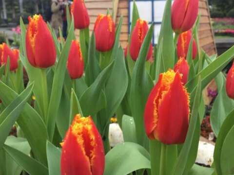 Shilin Residence Tulip Show 2019