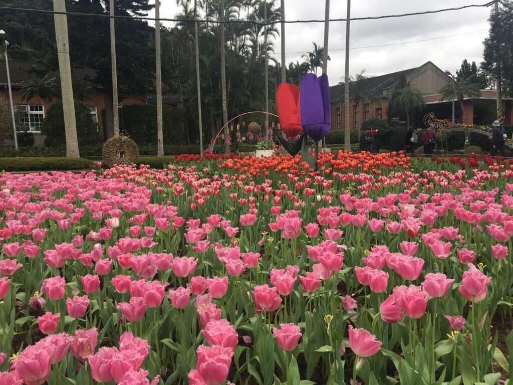 Shilin Residence Tulip Show 2019