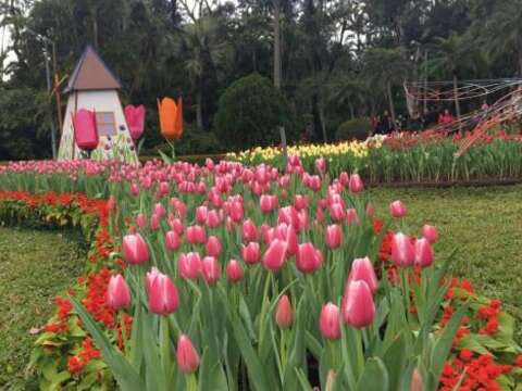 Shilin Residence Tulip Show 2019