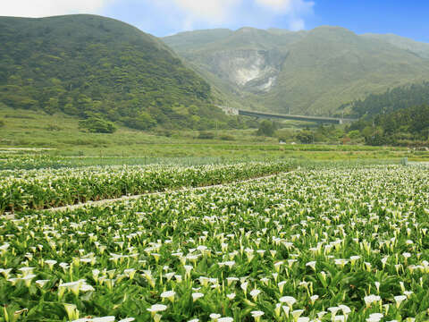 The 2019 Calla Lily Festival