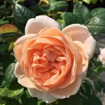2019 Spring Rose Exhibition at Xinsheng Park