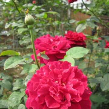 2019 Spring Rose Exhibition at Xinsheng Park