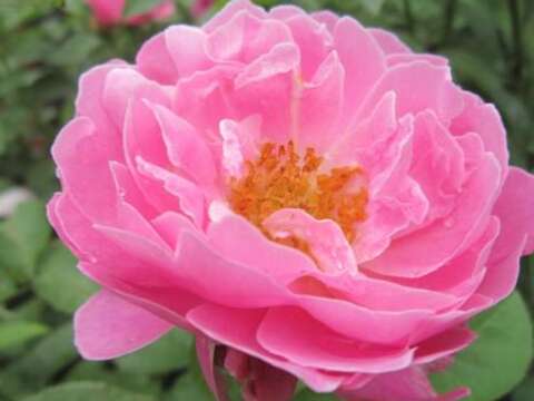 2019 Spring Rose Exhibition at Xinsheng Park