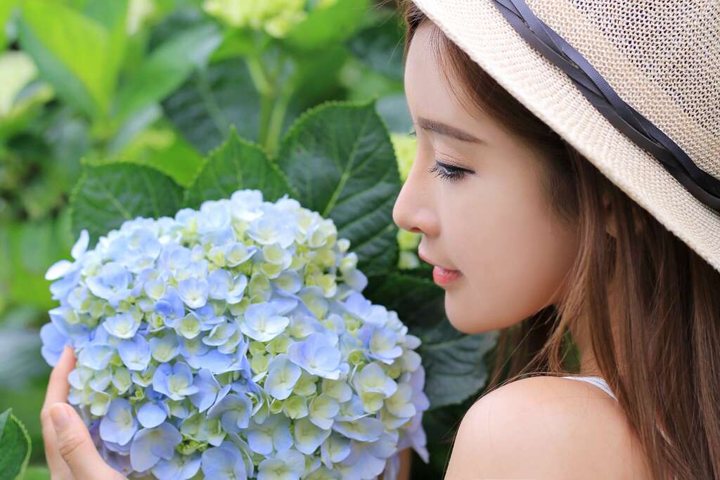 The 2019 Hydrangea  Festival