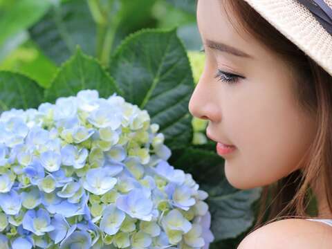 The 2019 Hydrangea  Festival