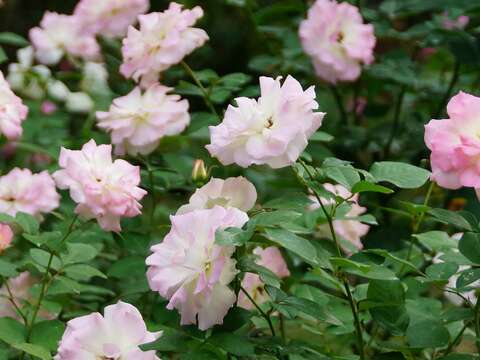 2019 Autumn Rose Exhibition at Xinsheng Park