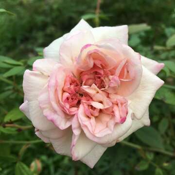 2019 Autumn Rose Exhibition at Xinsheng Park