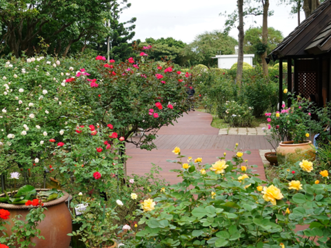 2019 Autumn Rose Exhibition at Xinsheng Park