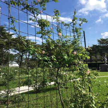 2019 Autumn Rose Exhibition at Xinsheng Park