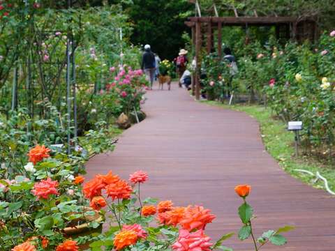 2019 Autumn Rose Exhibition at Xinsheng Park