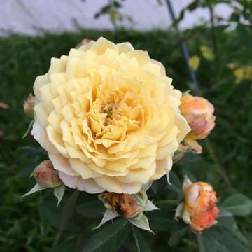2019 Autumn Rose Exhibition at Xinsheng Park