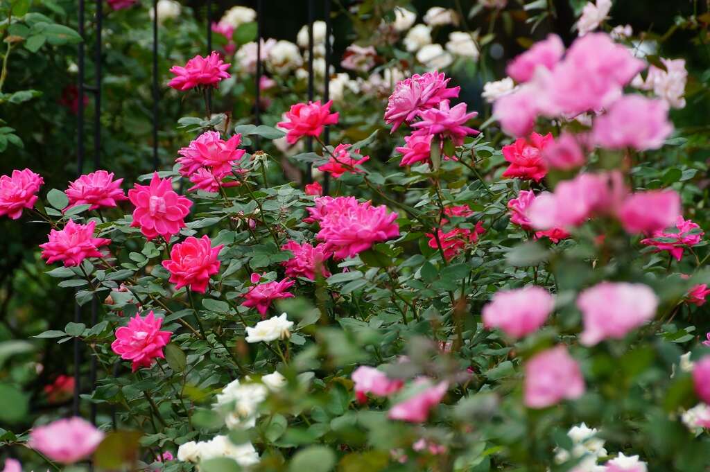 2019 Autumn Rose Exhibition at Xinsheng Park
