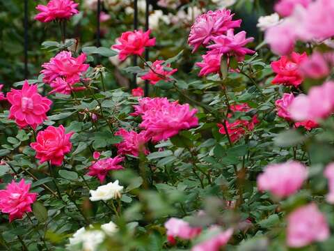 2019 Autumn Rose Exhibition at Xinsheng Park