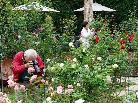 2019 Autumn Rose Exhibition at Xinsheng Park
