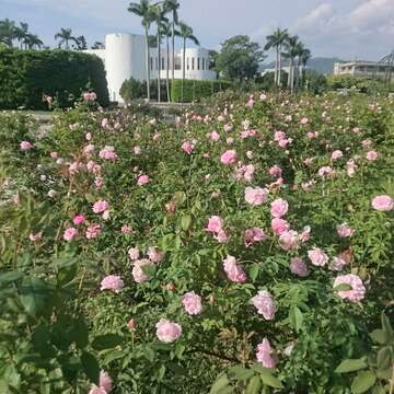 2019 Autumn Rose Exhibition at Xinsheng Park