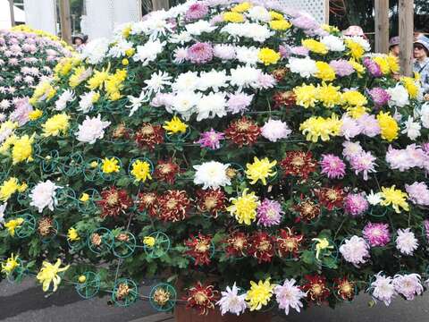 Shilin Residence Chrysanthemum Show 2019