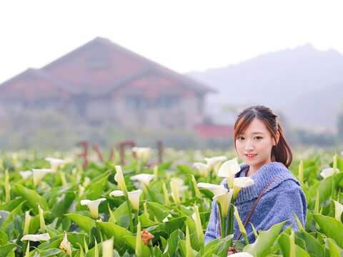 The 2019 Calla Lily Festival
