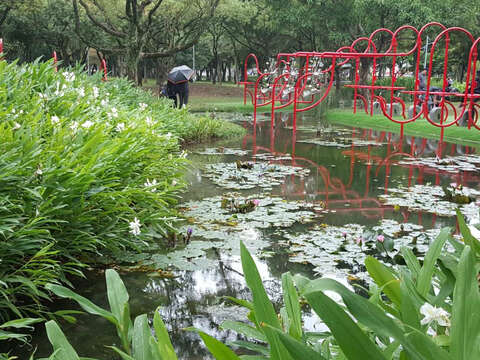 大安森林公園內大灣草圳及小生態池周邊種有大片野薑花