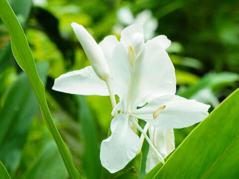 野薑花因有獨特香味，花朵可提煉出芳香精油作為香水原料