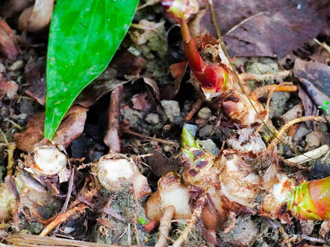 野薑花地下莖肥厚成塊狀，塊莖可作薑的替代品