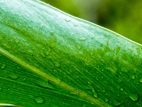 野薑花葉片表面光滑，葉的背面有白色細毛