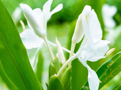 野薑花的花朵有如白色蝴蝶翩翩飛舞於綠葉之間