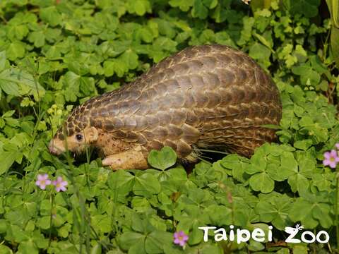 台北市立動物園の新ランドマーク！ゴールドメダル級グリーン建築「穿山甲館」！
