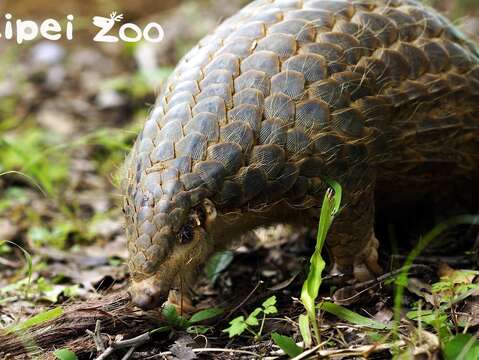 台北市立動物園の新ランドマーク！ゴールドメダル級グリーン建築「穿山甲館」！