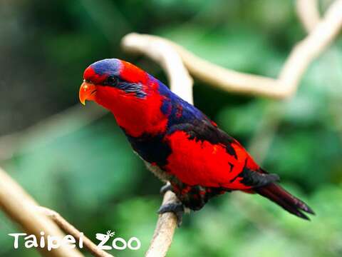穿山甲館裡的紅藍吸蜜鸚鵡，來源正是透過林務局野生動物收容救傷計畫，因查緝走私而送至動物園收容的個體