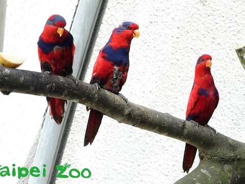 目前臺北市立動物園共有八隻紅藍吸蜜鸚鵡，數量竟已是全球動物園人工圈養個體數之冠