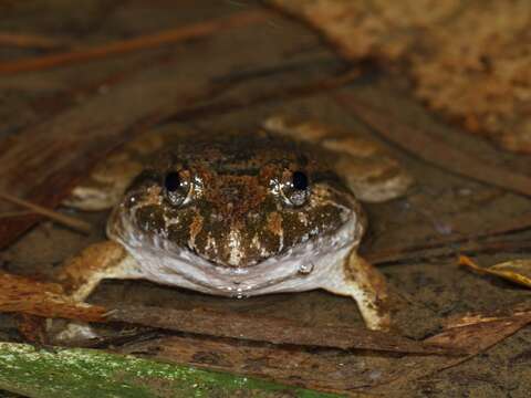 身體有許多突起，抓起來卻滑溜溜的福建大頭蛙