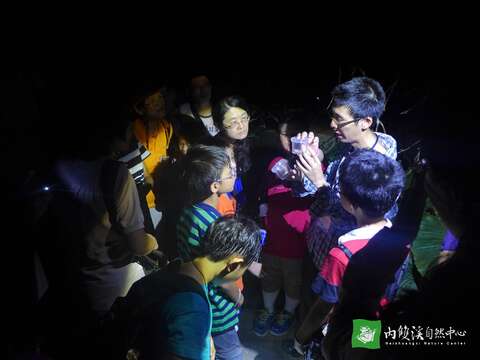 近距離觀察夜間的小精靈們