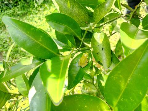 因園區生態維護良好，常可見到各種蝴蝶、蜻蜓等各種小昆蟲