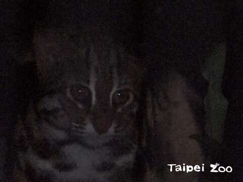 動物夏夏叫石虎之夜～小帥哥「小魚」入住新家