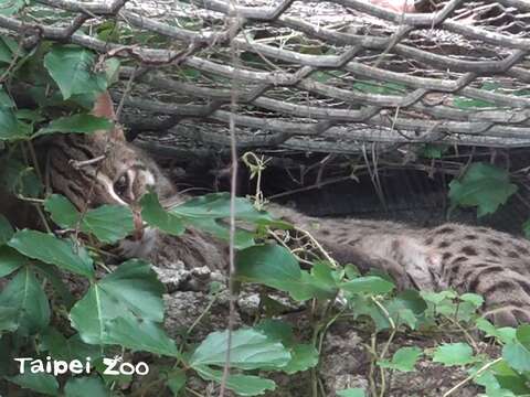 臺灣動物區前陣子入住一位可愛的小帥哥--石虎「小魚」