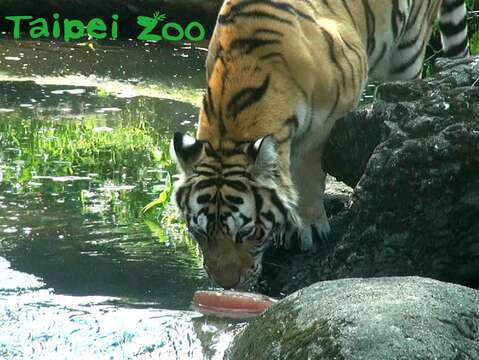 孟加拉虎吃血水冰