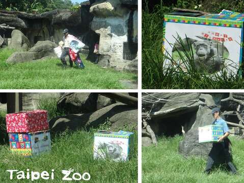 園區最資深的黑猩猩「阿美」，恰好歡慶50歲生日