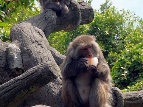 臺灣動物區的臺灣獼猴雖然有階級制度