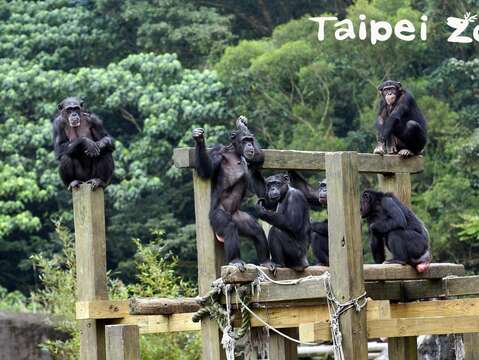 每到夏天保育員也會為黑猩猩準備水果冰消暑