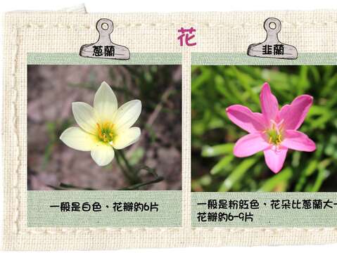 蔥蘭及韭蘭花期主要落在夏至秋季，當大地久旱未雨，降下甘霖後盛開，因此又稱「風雨蘭」