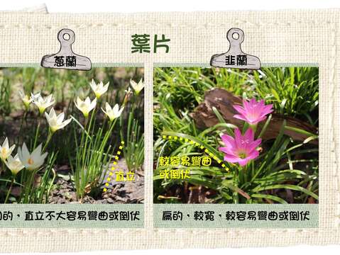 蔥蘭及韭蘭開花率約8成，為最佳觀賞時間