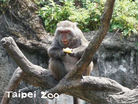 Quenching the Summer Heat is Crucial for Animals – Reactions of Different Animals Enjoying Shaved Ice