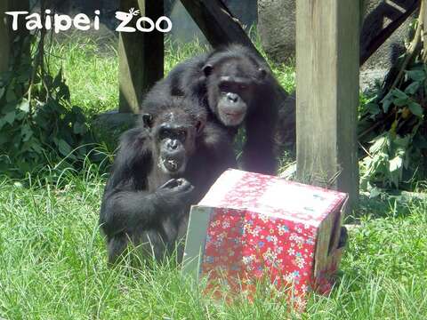 Quenching the Summer Heat is Crucial for Animals – Reactions of Different Animals Enjoying Shaved Ice